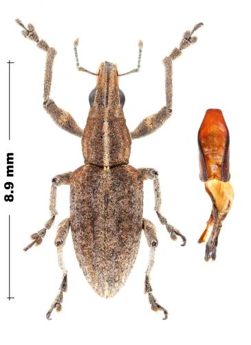 Réf. 350 203 : Charagmus gressorius